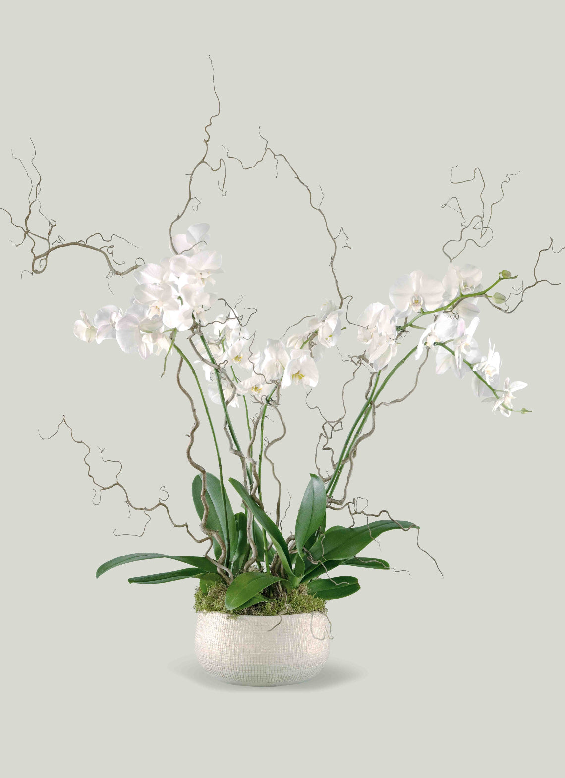 White Phalaenopsis Orchid