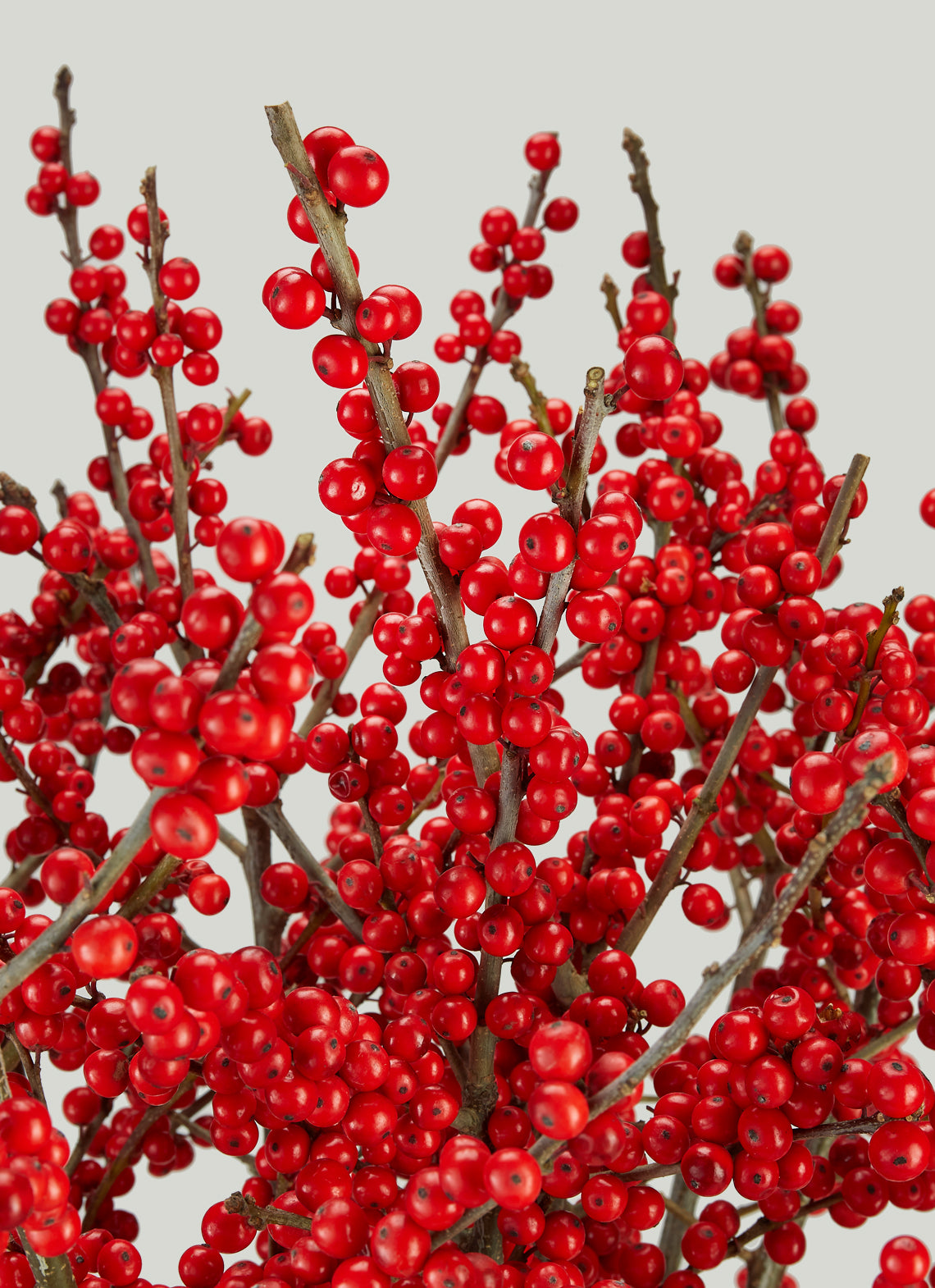 Ruby Ilex