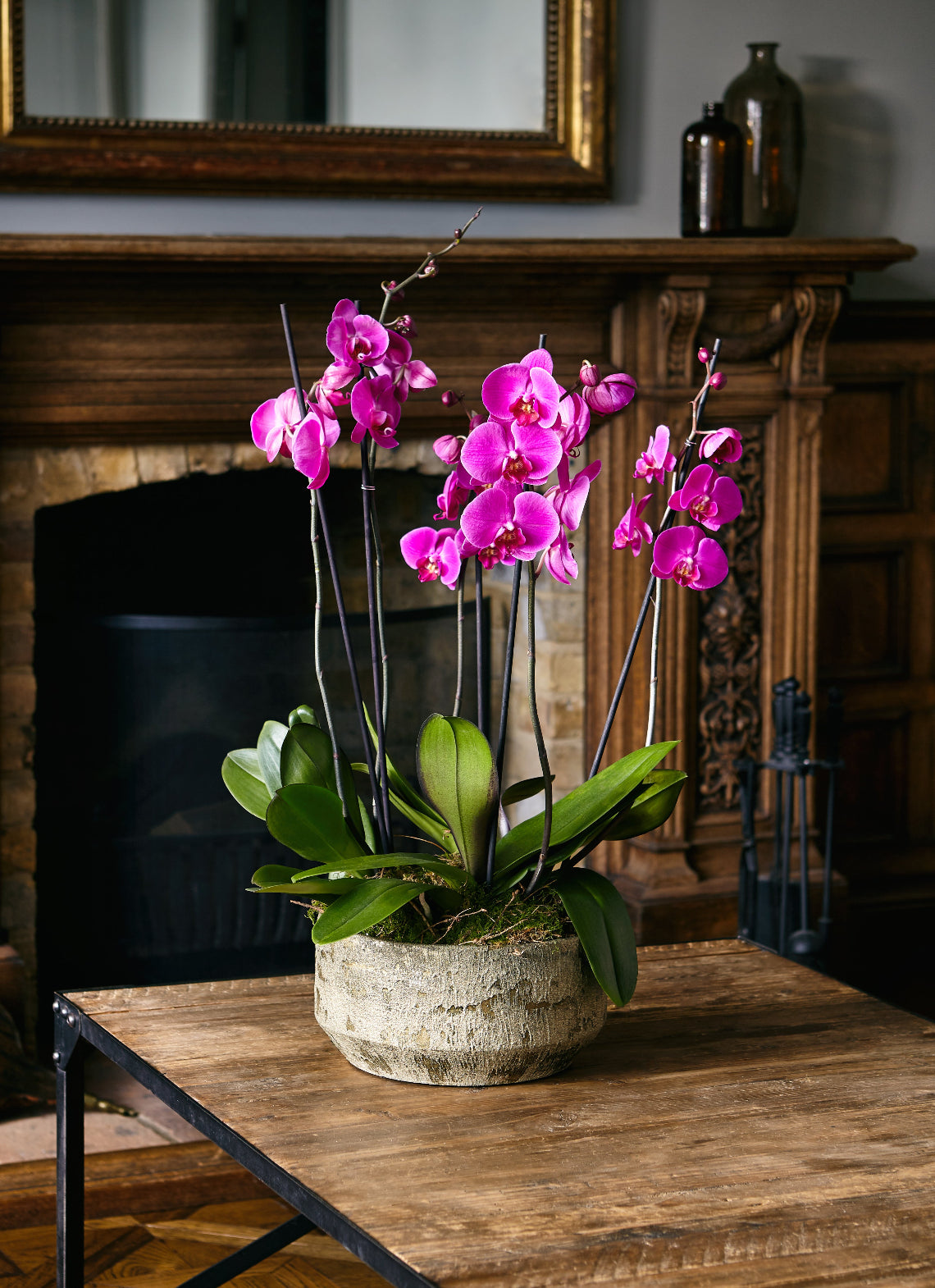 Pink Phalaenopsis Orchids