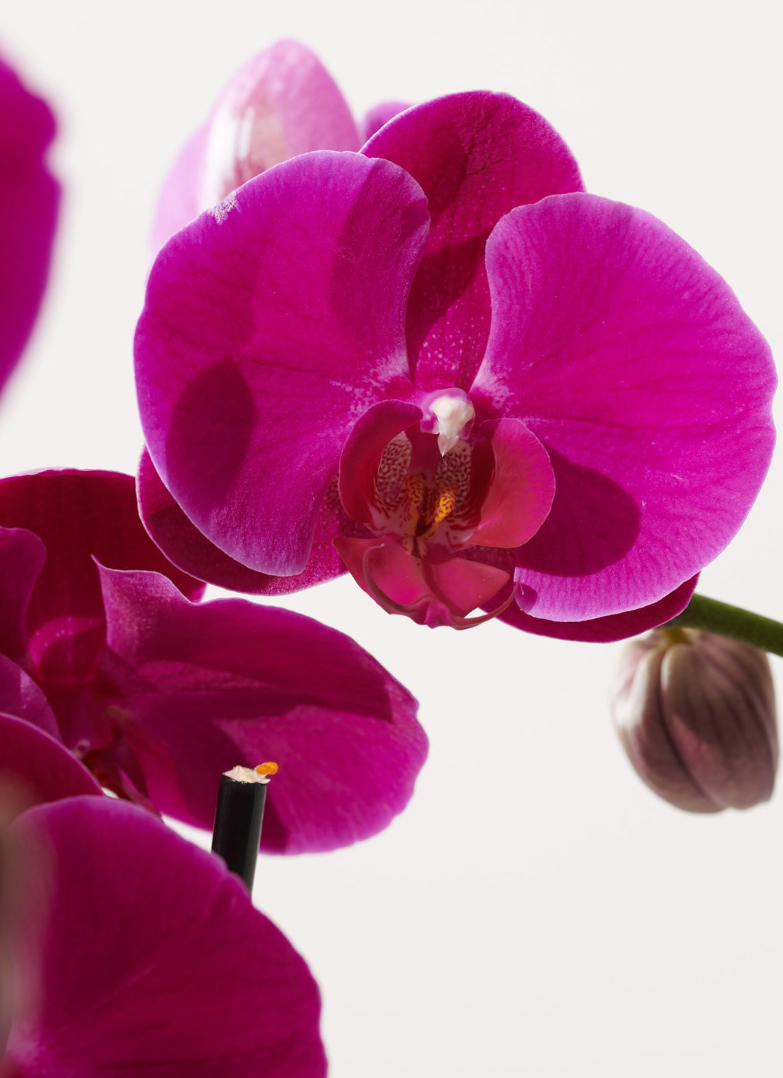 Pink Phalaenopsis Orchids