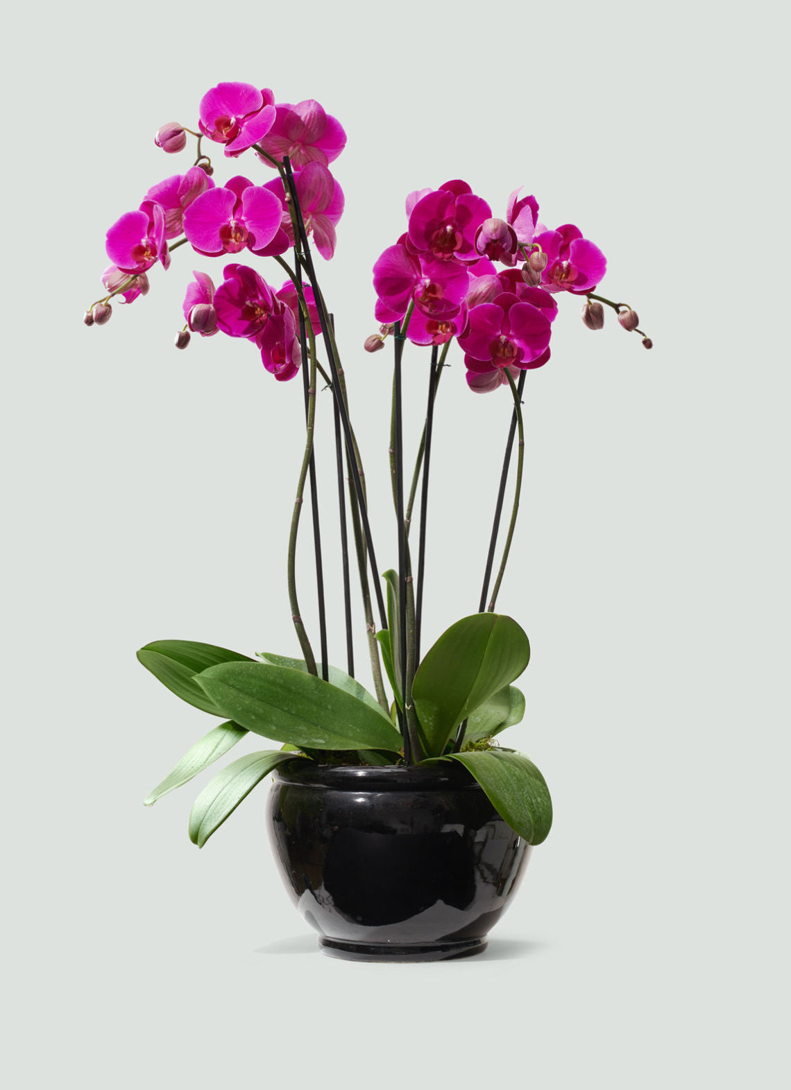 Pink Phalaenopsis Orchids
