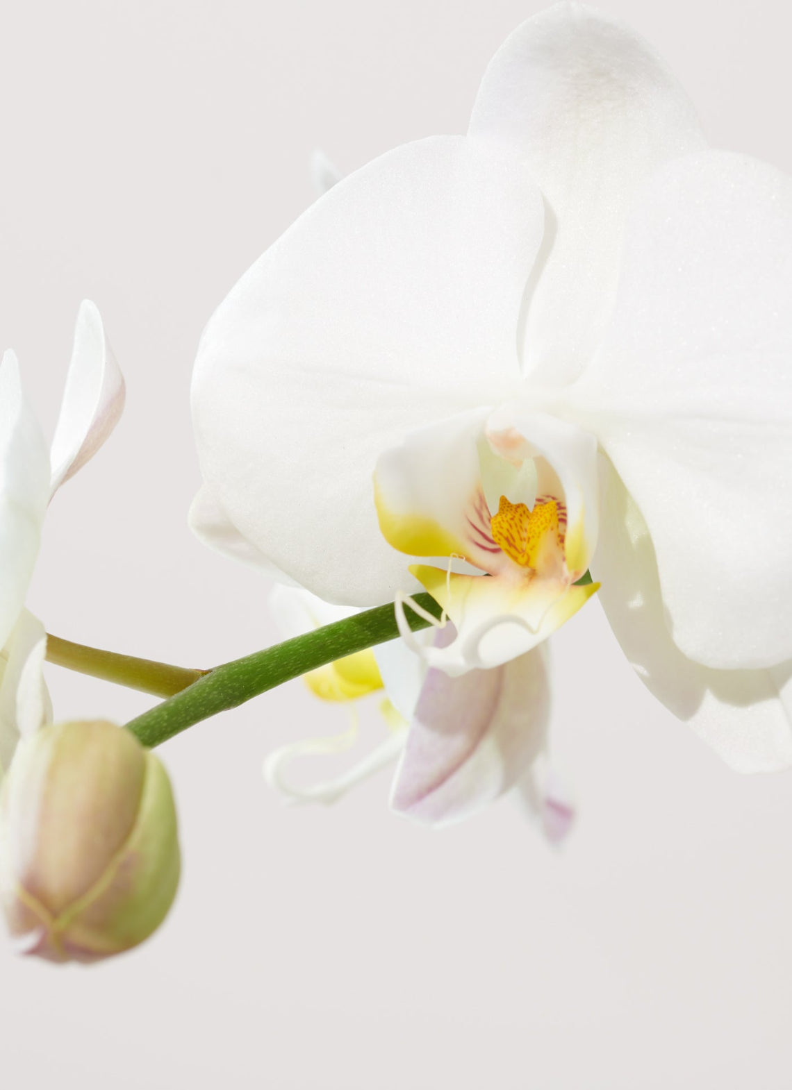 White Phalaenopsis Orchids