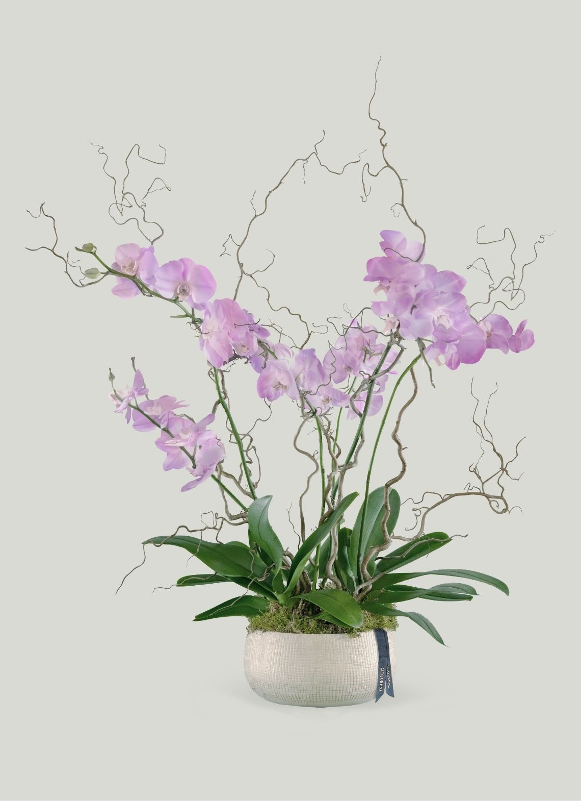 Pink Phalaenopsis Orchid