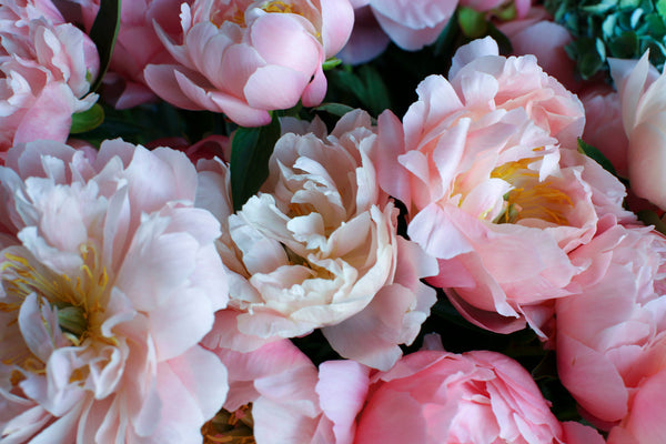 SEASONAL FAVOURITE: PEONIES
