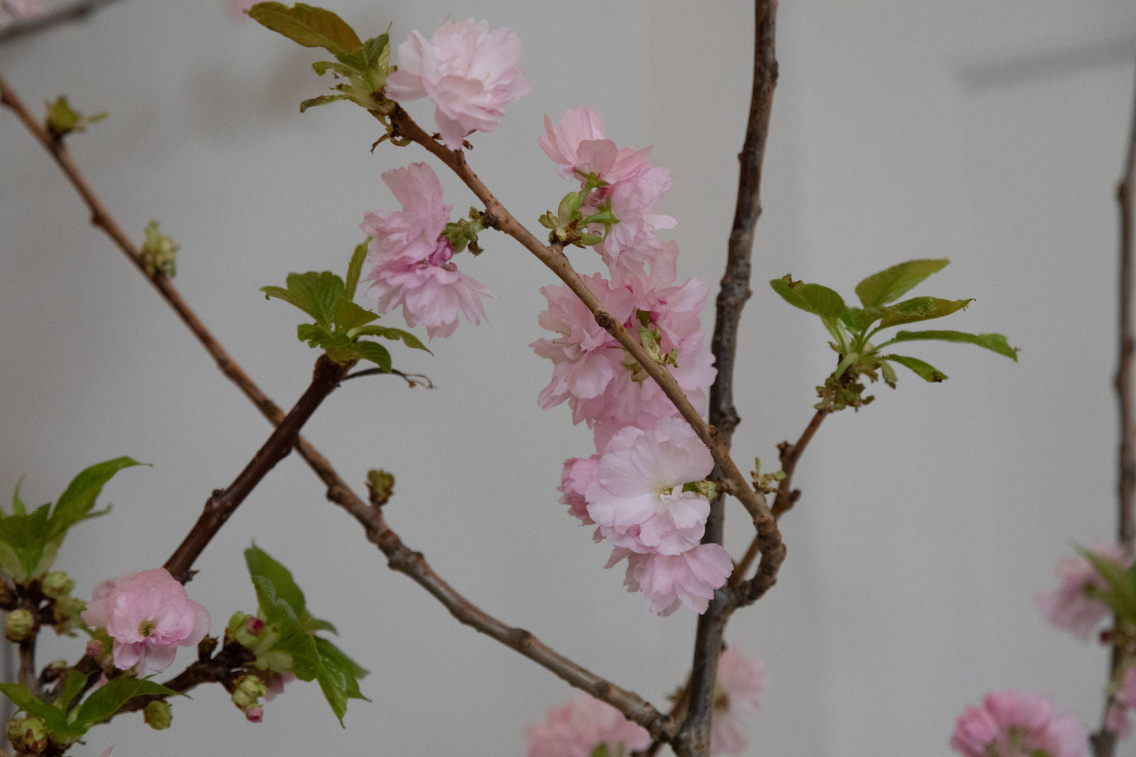 SEASONAL FAVOURITE: BLOSSOM