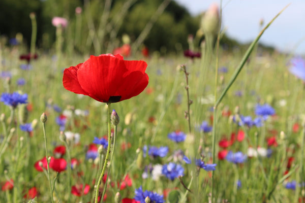 TEAM PICKS: OUR FAVOURITE BRITISH FLOWERS - McQueens Flowers