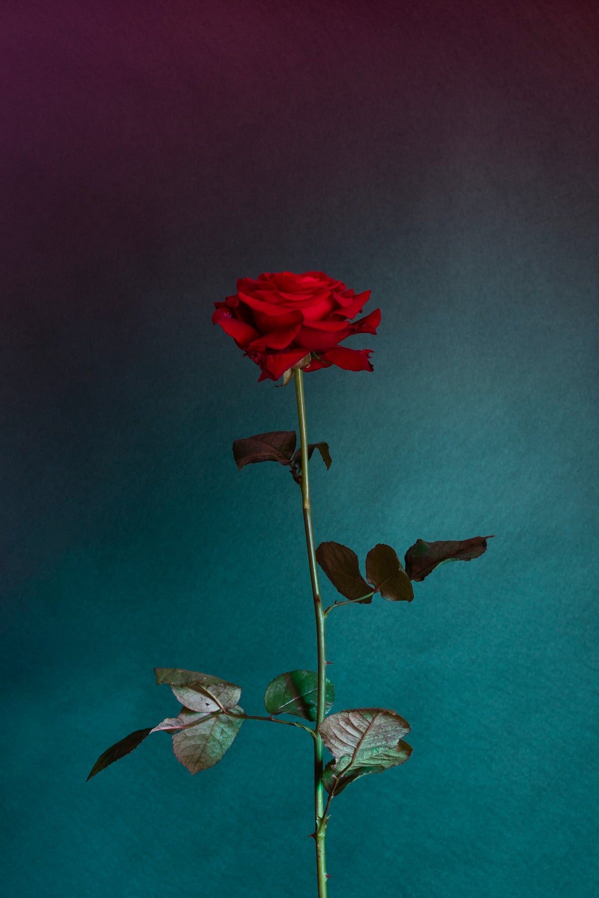 Valentine's Vase Workshop
