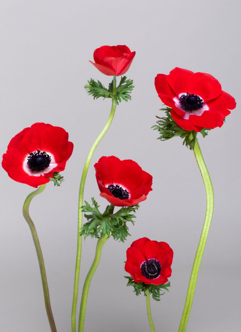 Festive Group Experience