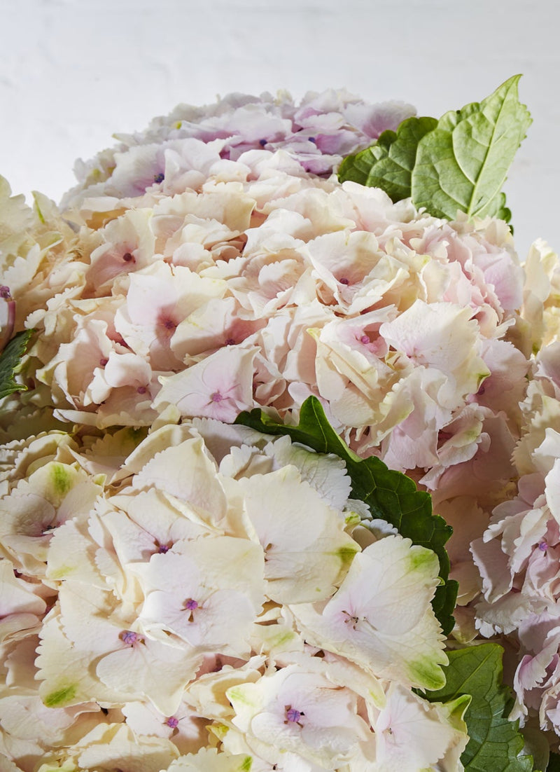 Hortensia Hydrangeas