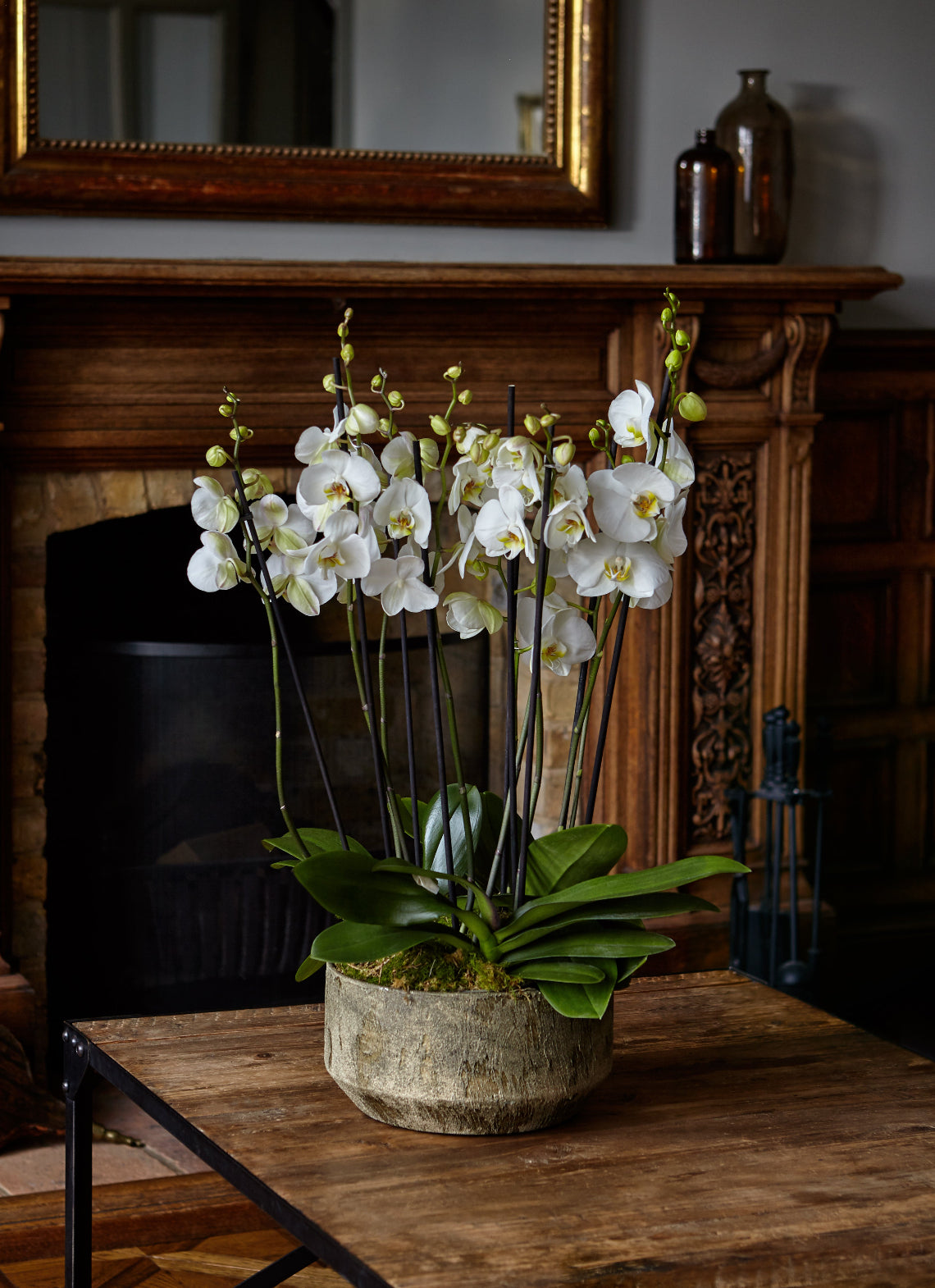 White Phalaenopsis Orchids