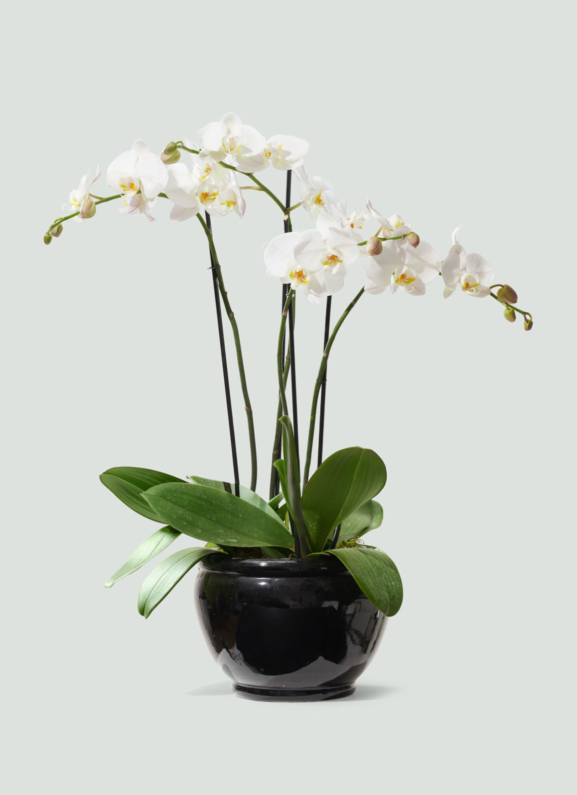 White Phalaenopsis Orchids