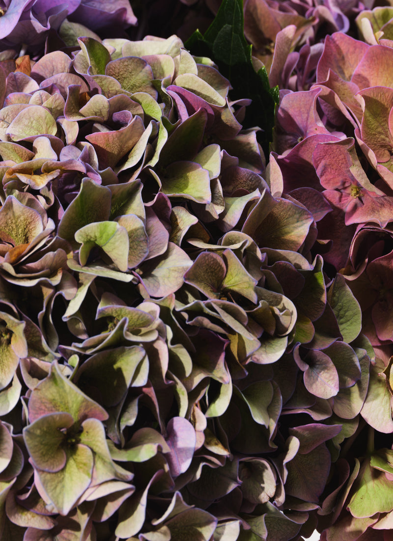 Damson Hydrangeas