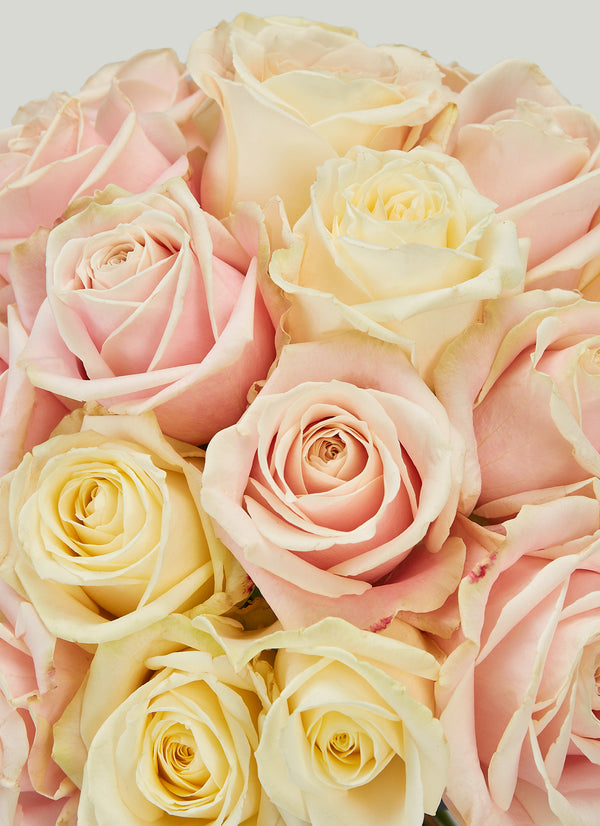 Bellissimo